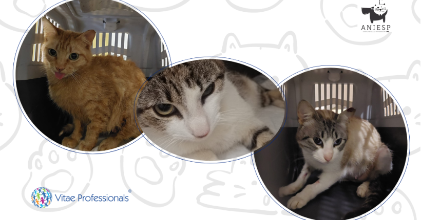 Featured-Blog-aniesp-vitae-professionals-esterilizacao-gatas-esposende-2.png